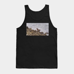 Killdeer Bird Standing On A Rocky Shore Tank Top